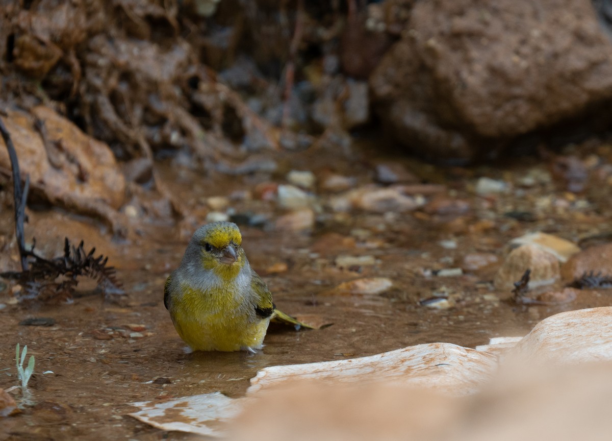 Cape Canary - ML646286187