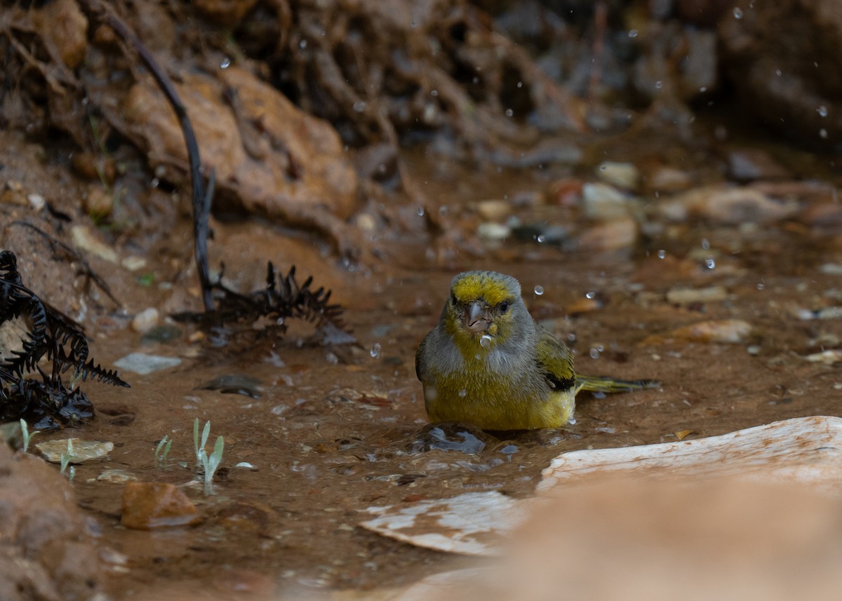 Cape Canary - ML646286188