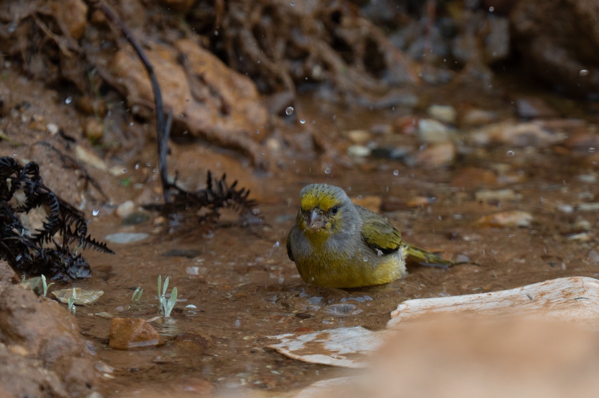 Cape Canary - ML646286189