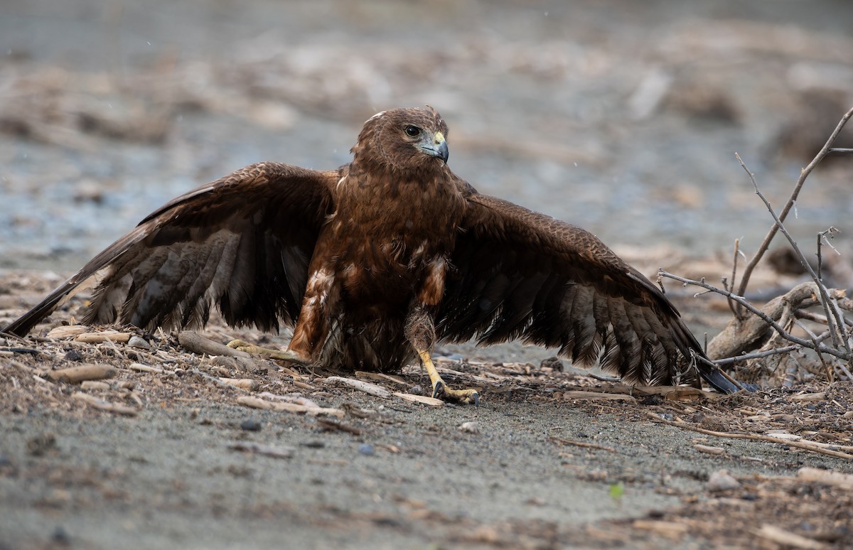 Swamp Harrier - ML646286191