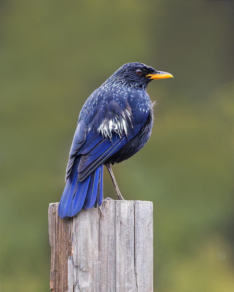 Blue Whistling-Thrush - ML646286192