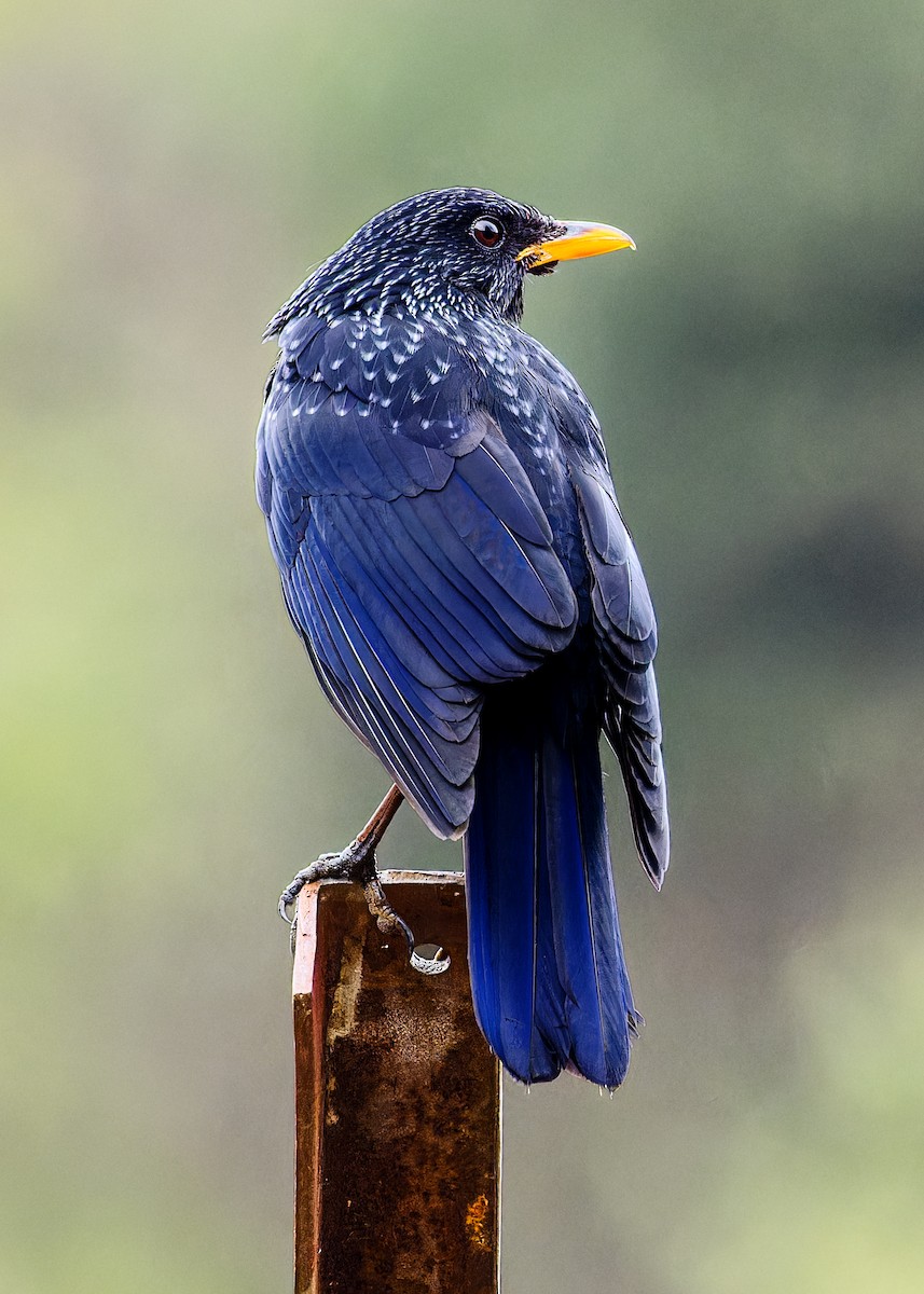 Blue Whistling-Thrush - ML646286193