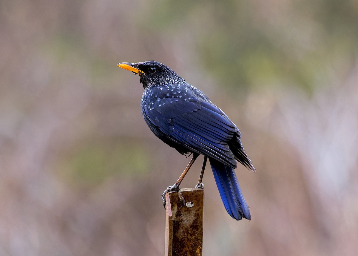 Blue Whistling-Thrush - ML646286194