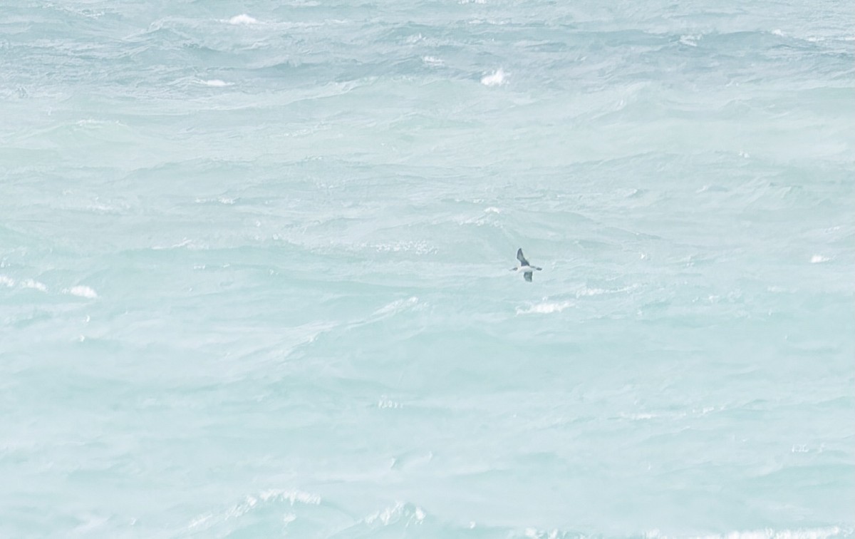 Hutton's Shearwater - ML646286197