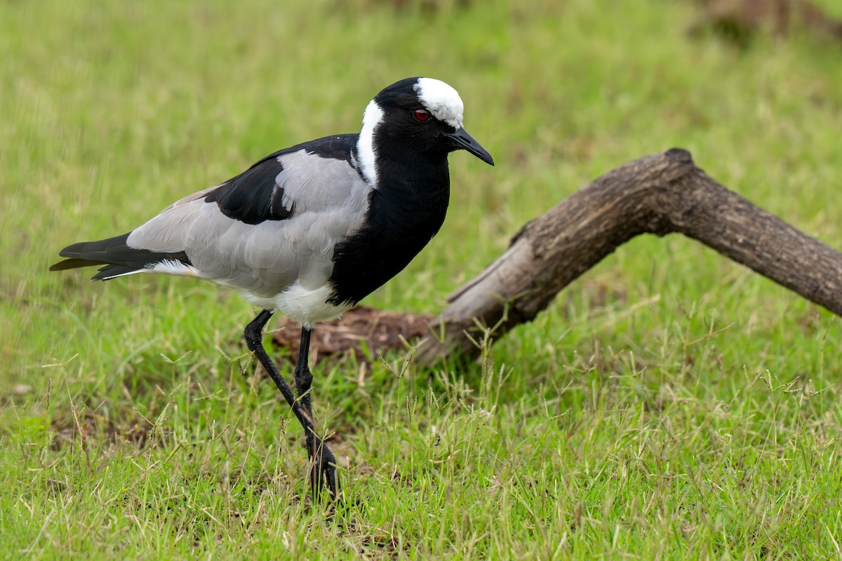 Blacksmith Lapwing - ML646286198