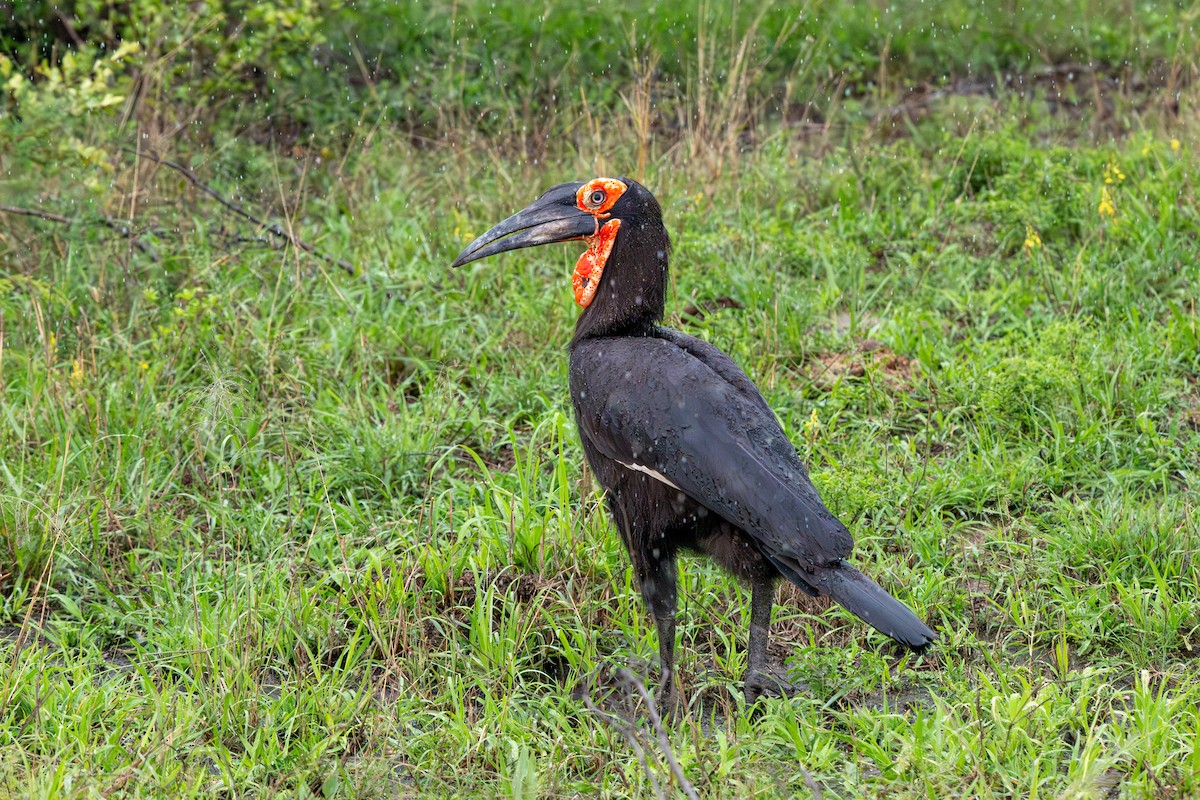 Southern Ground-Hornbill - ML646286199