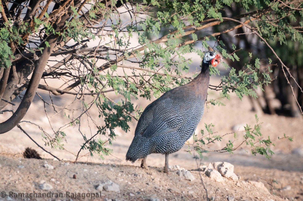 Helmeted Guineafowl - ML646286203