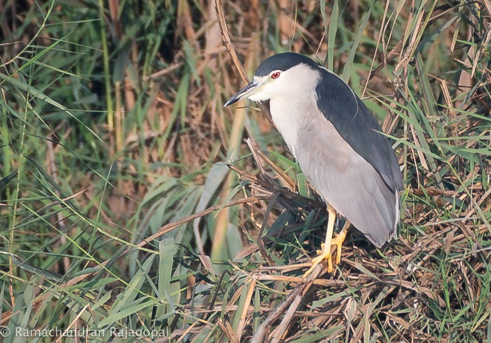 Black-crowned Night Heron - ML646286210