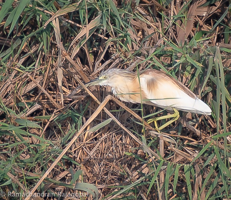 Squacco Heron - ML646286211