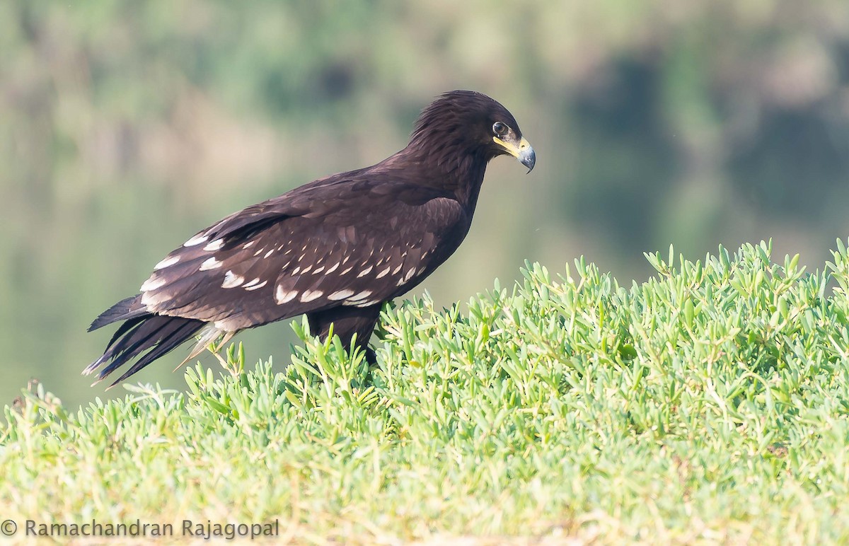 Greater Spotted Eagle - ML646286215