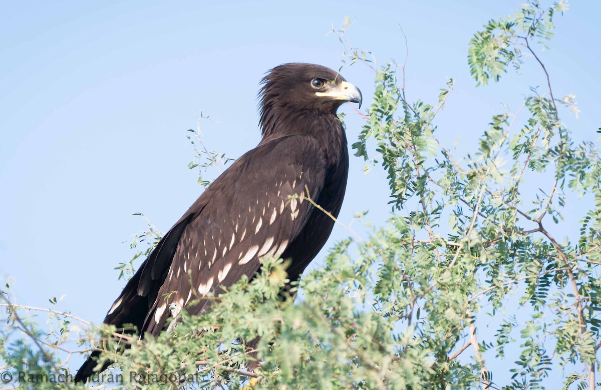 Greater Spotted Eagle - ML646286216