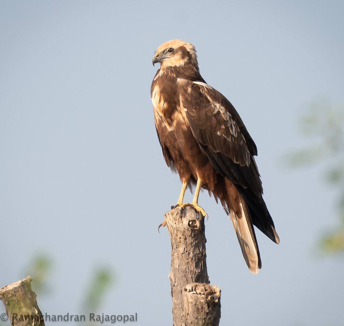 Western Marsh Harrier - ML646286218
