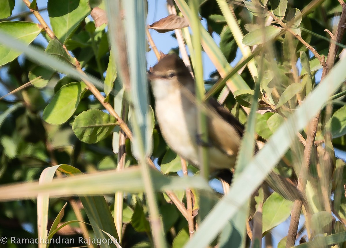 Очеретянка південна - ML646286219