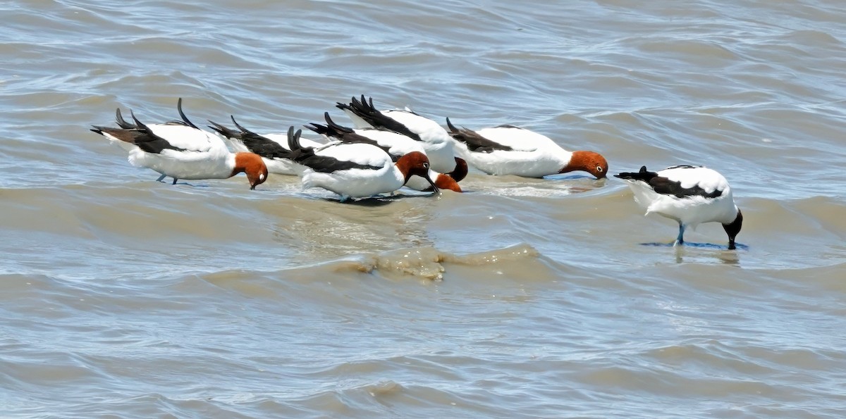 Red-necked Avocet - ML646286224