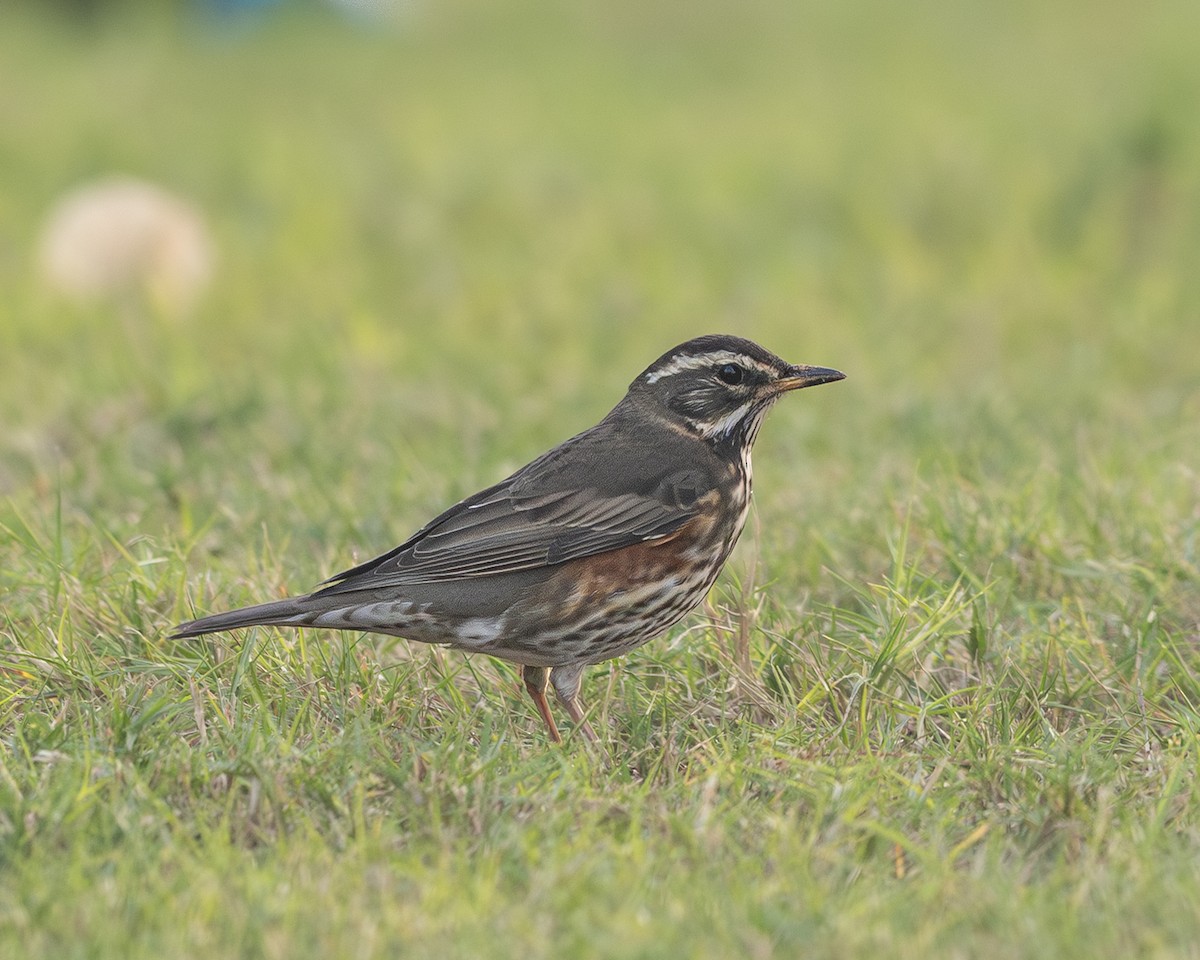Redwing - ML646286225