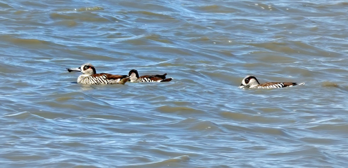 Pink-eared Duck - ML646286230