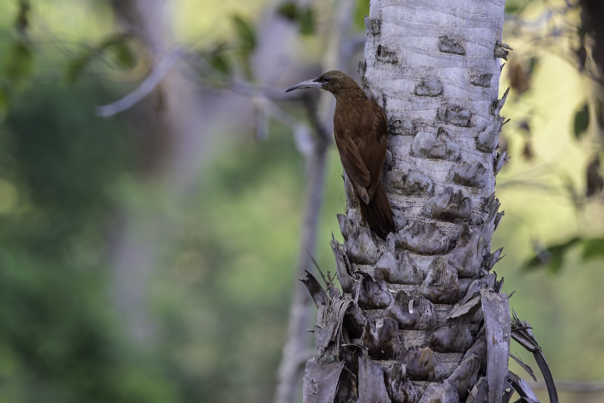Great Rufous Woodcreeper - ML646286232