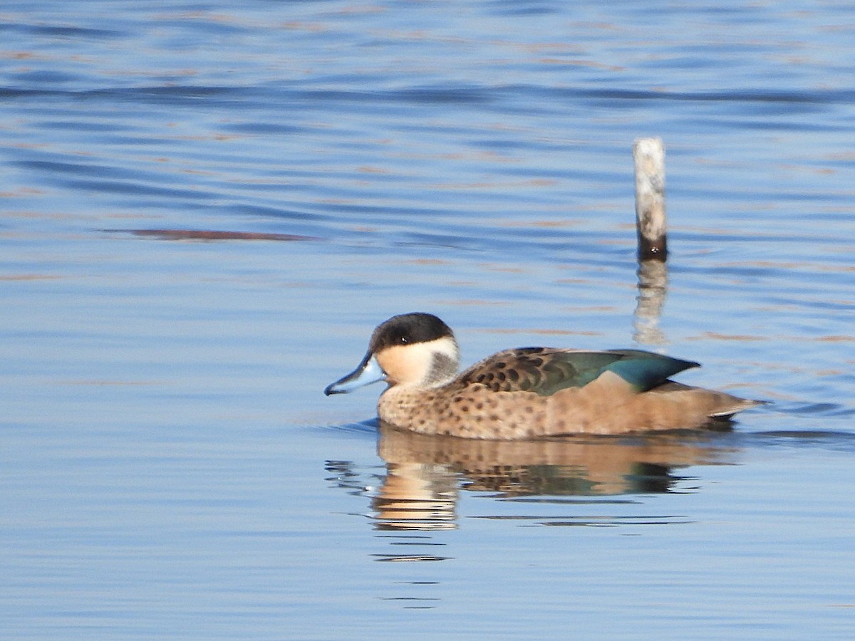 Blue-billed Teal - ML646286234