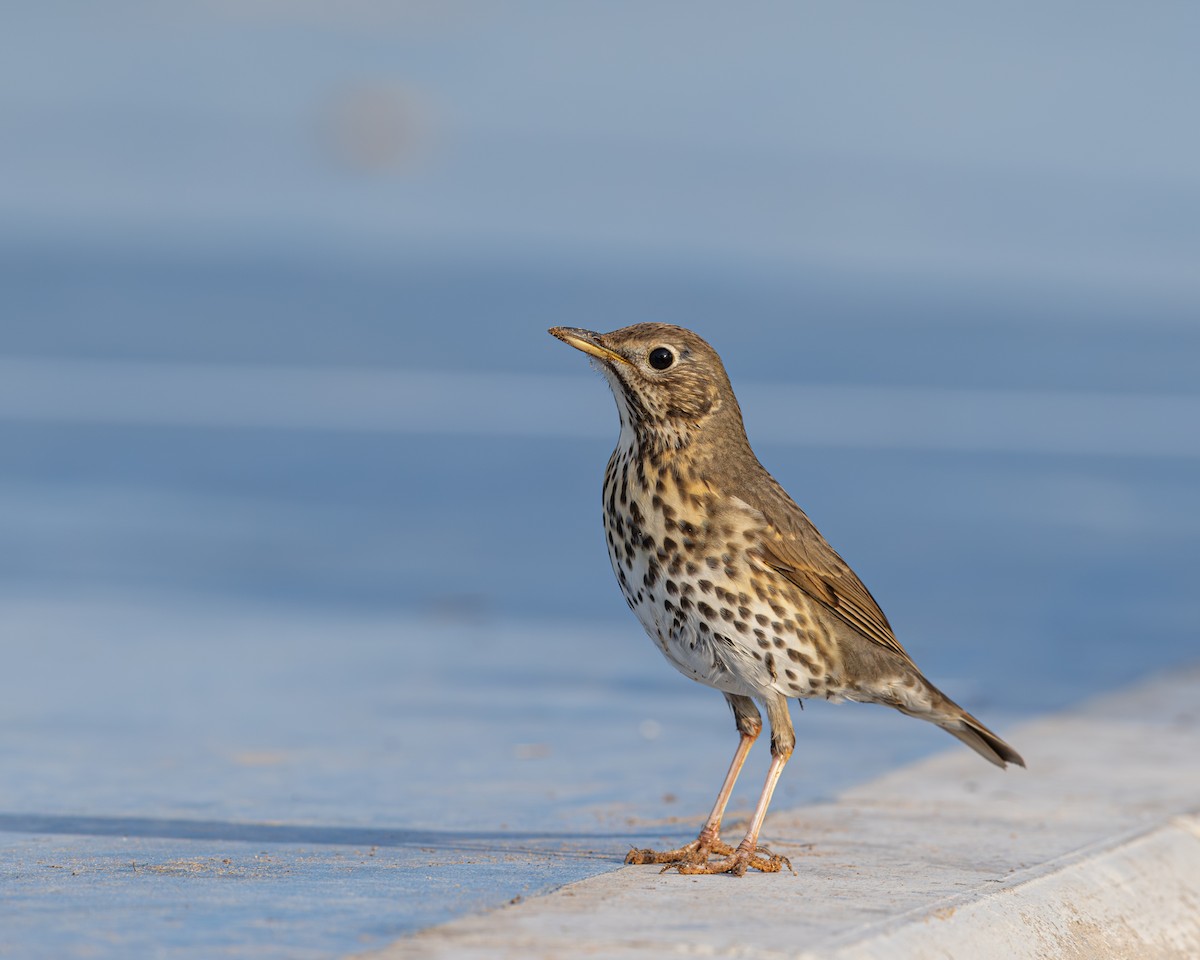 Song Thrush - ML646286235