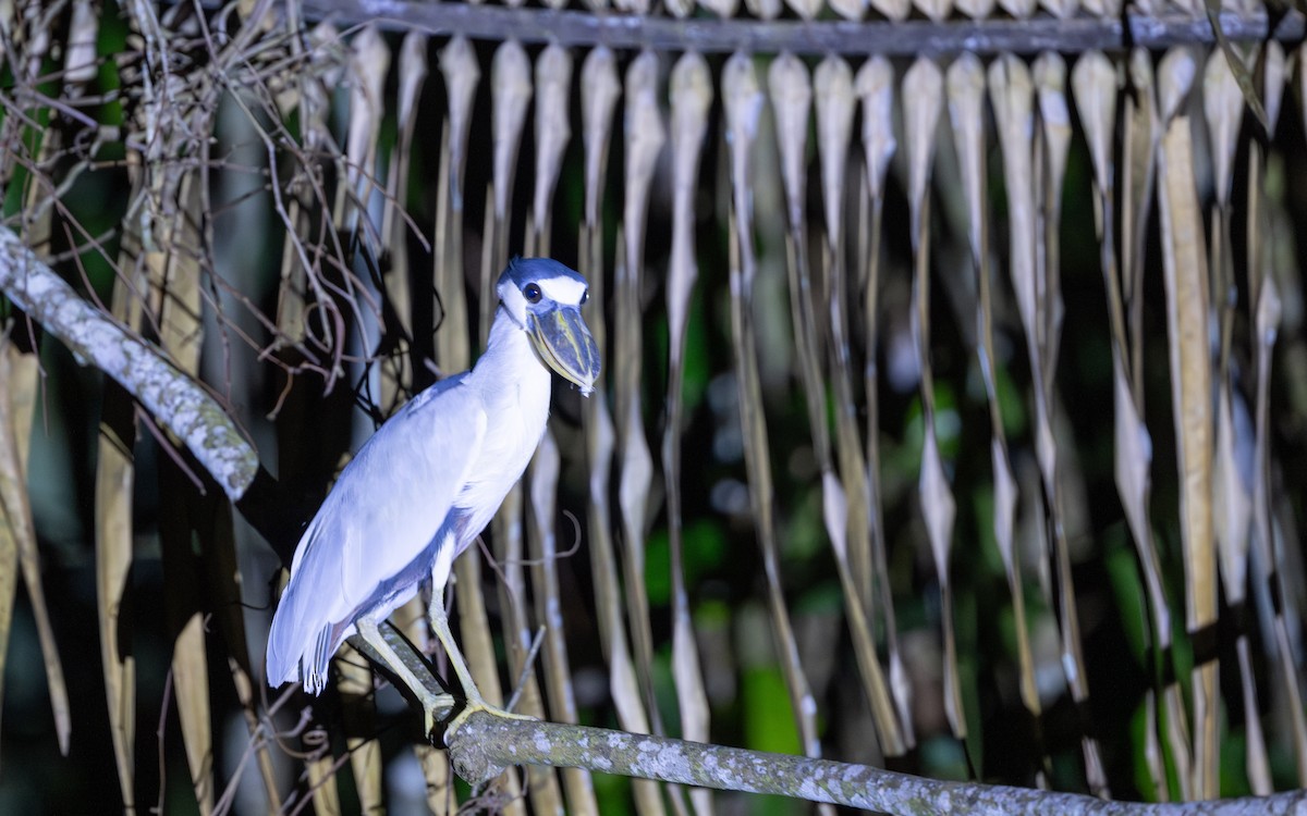 Boat-billed Heron - ML646286236