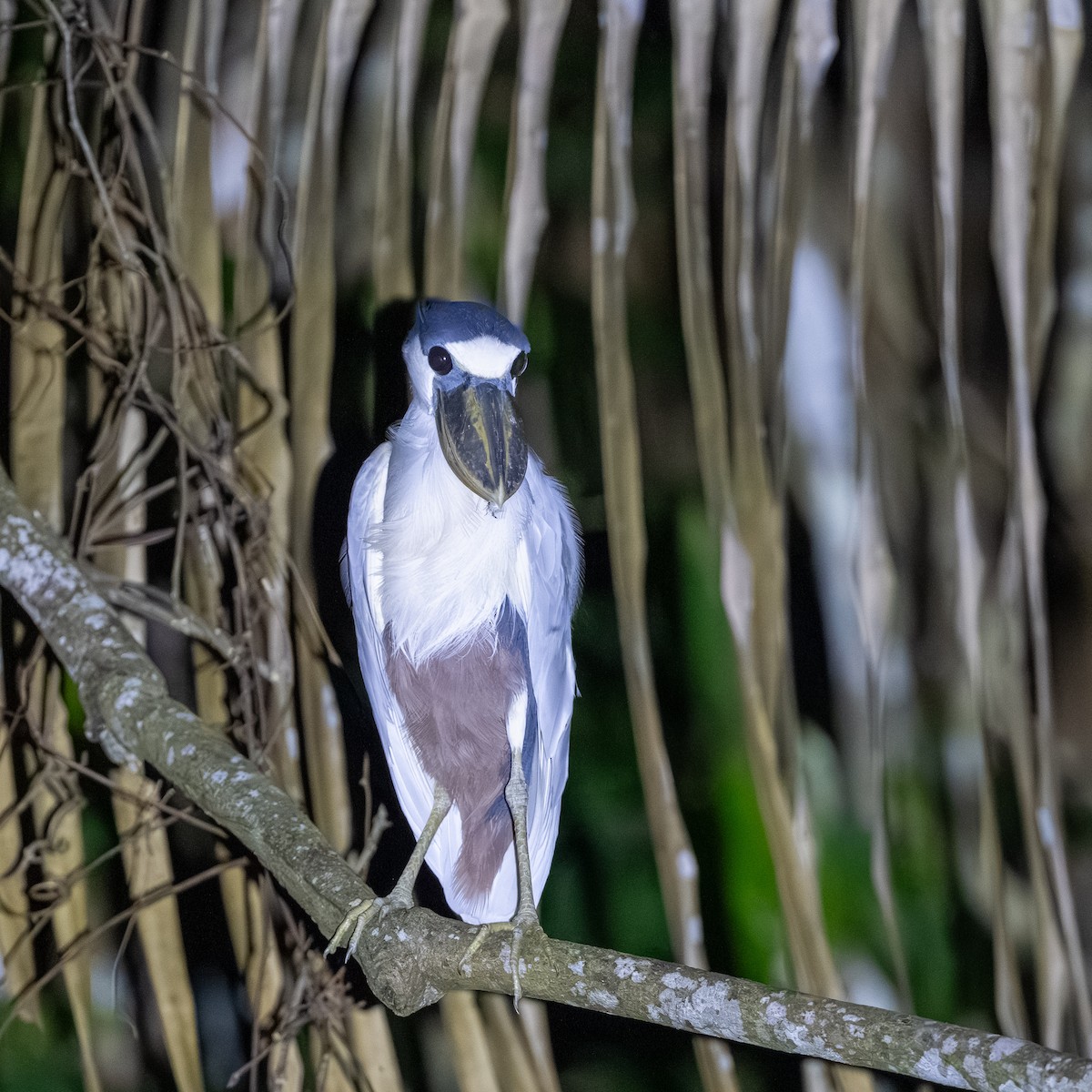 Boat-billed Heron - ML646286237
