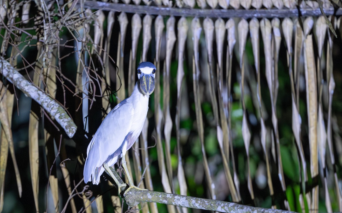 Boat-billed Heron - ML646286238