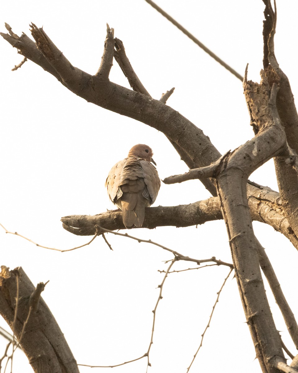 Laughing Dove - ML646286239