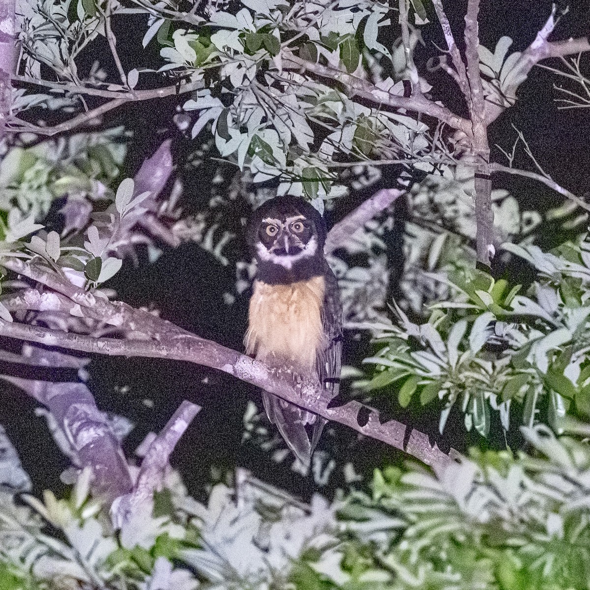 Spectacled Owl - ML646286241