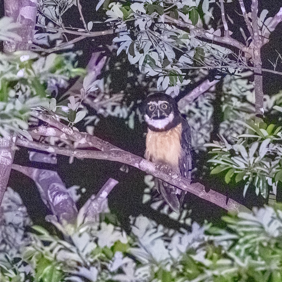 Spectacled Owl - ML646286242