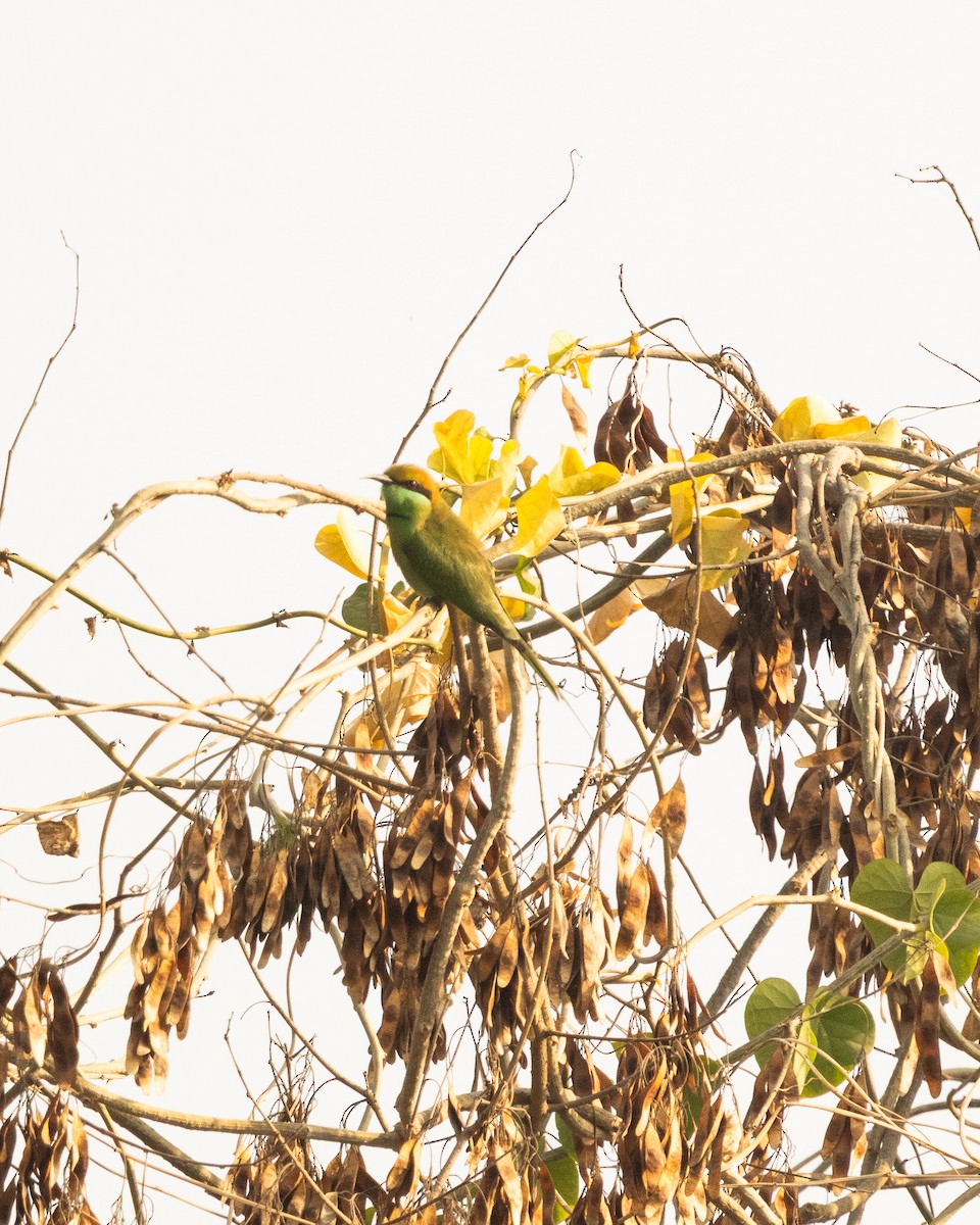 Asian Green Bee-eater - ML646286245
