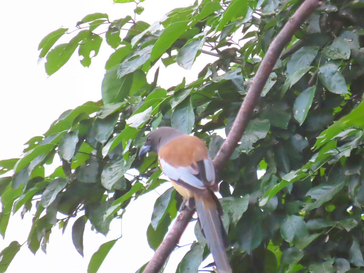 Rufous Treepie - ML646286247
