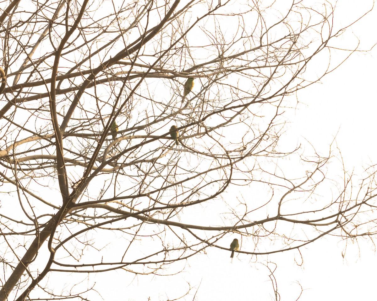 Asian Green Bee-eater - ML646286249