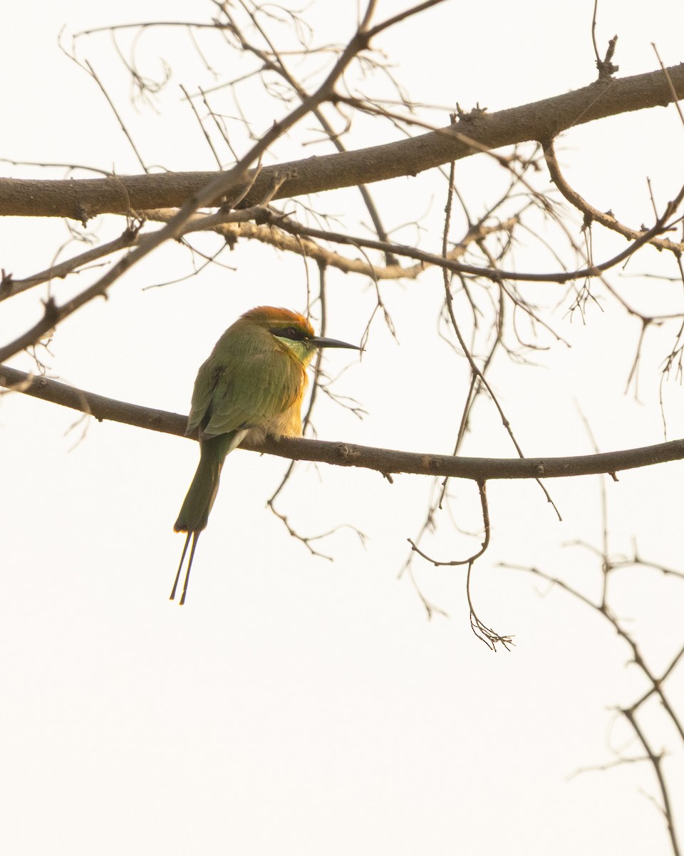 Asian Green Bee-eater - ML646286250