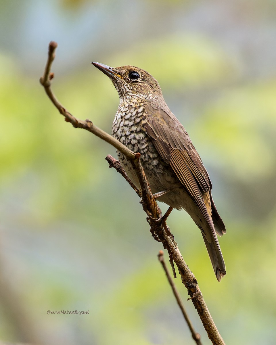 Blue-capped Rock-Thrush - ML646286251