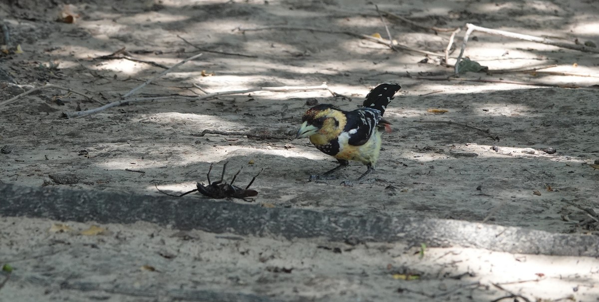 Crested Barbet - ML646286253