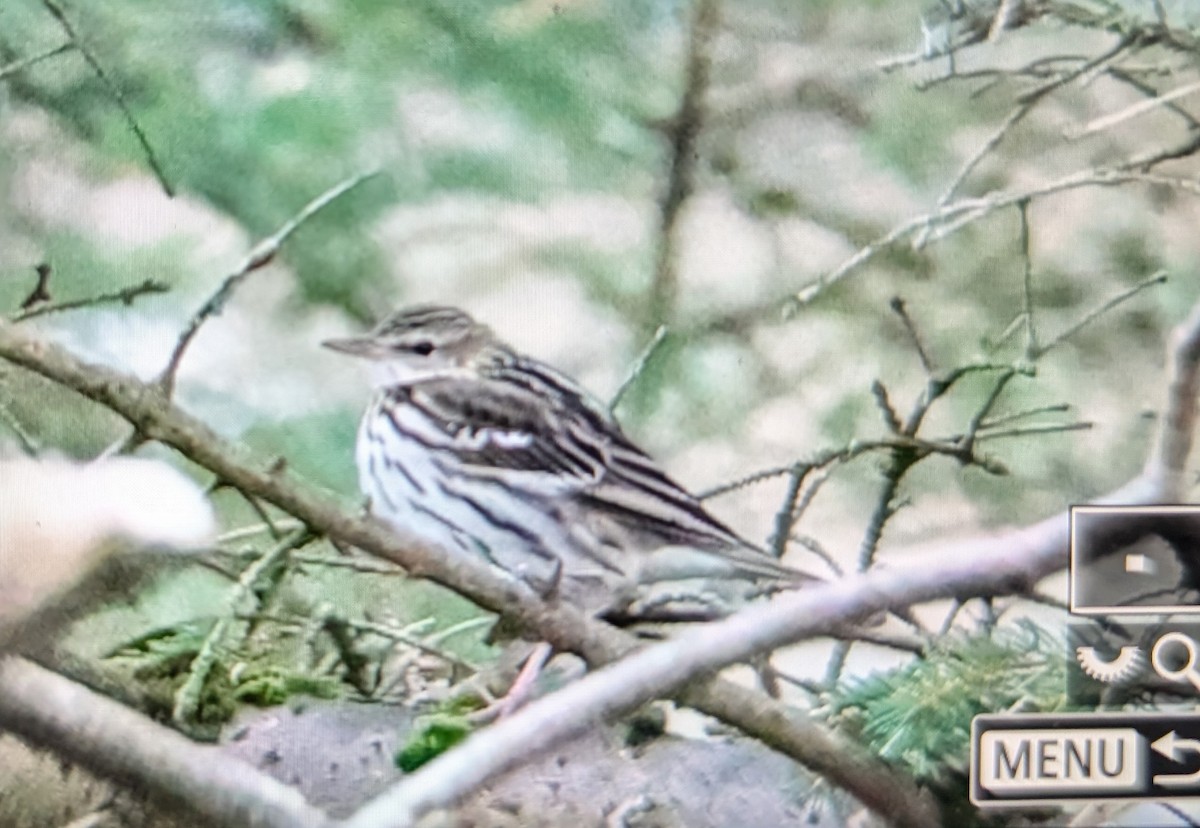 Pechora Pipit - ML646286255