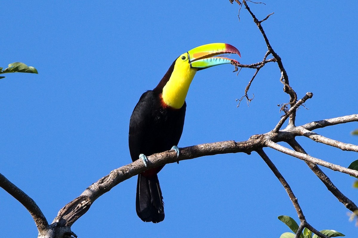 Keel-billed Toucan - ML646286256