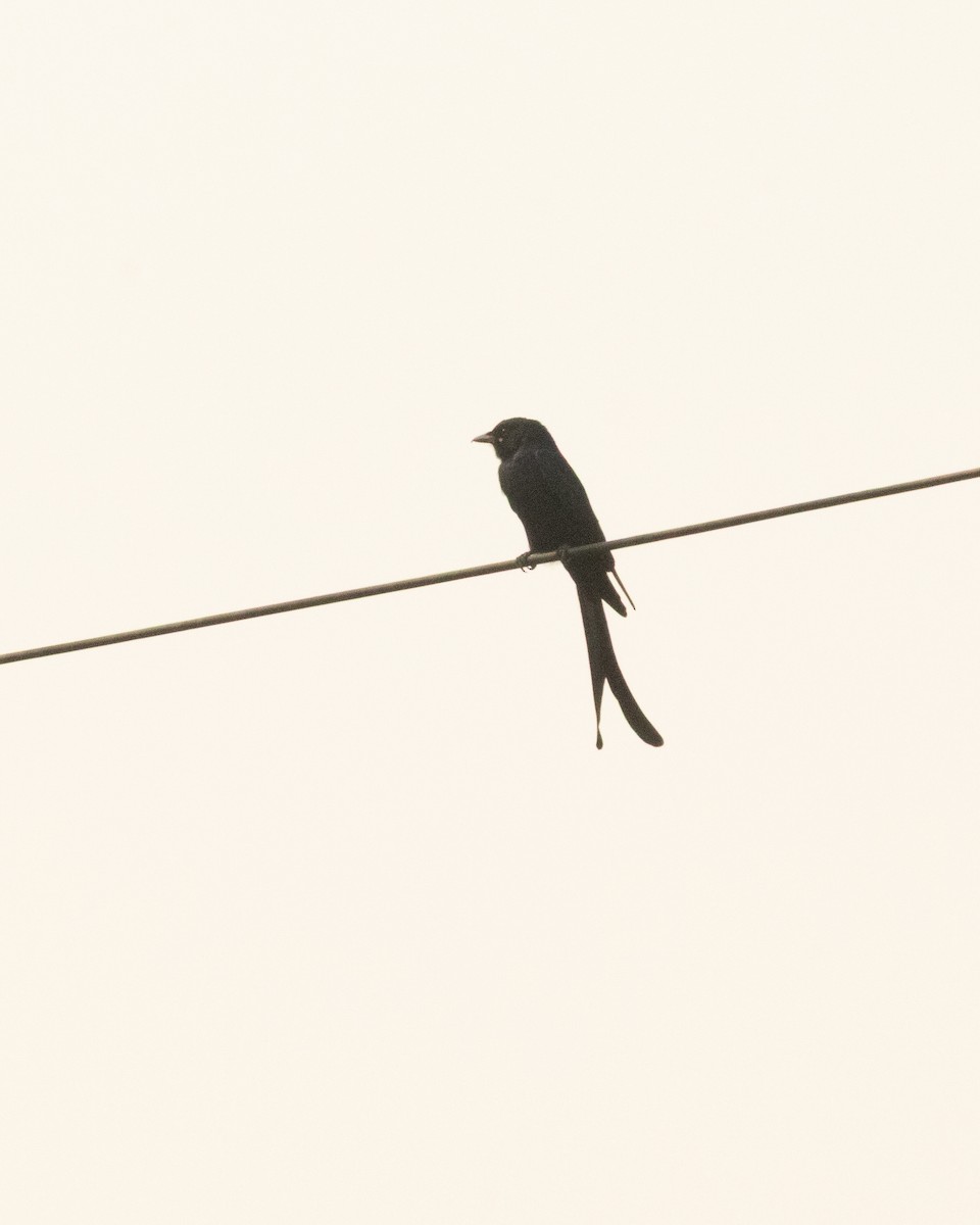 Black Drongo - ML646286258
