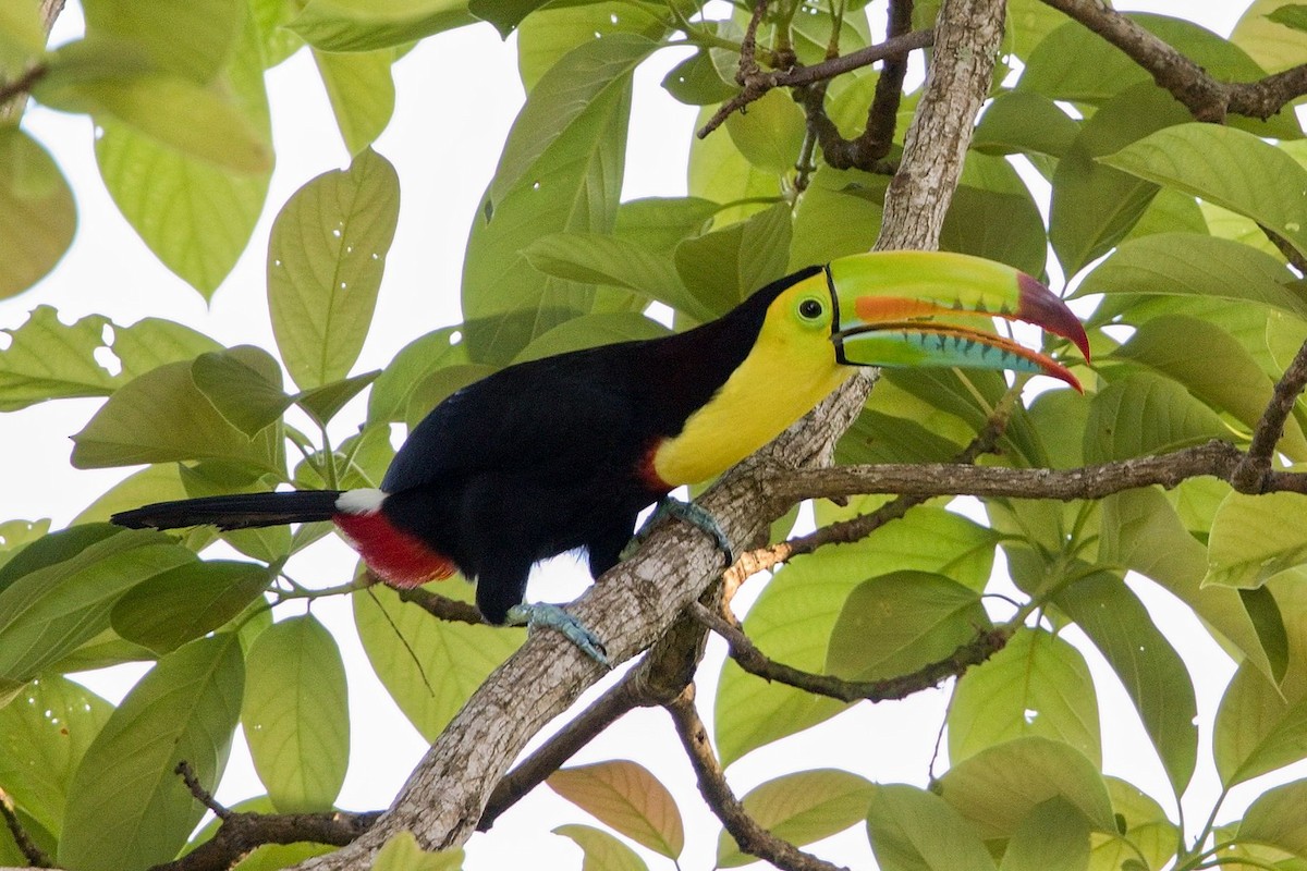 Keel-billed Toucan - ML646286259