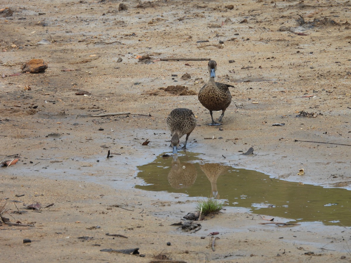 Sunda Teal - ML646286260