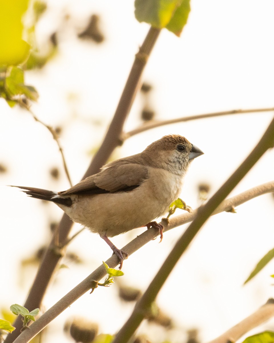 Indian Silverbill - ML646286261