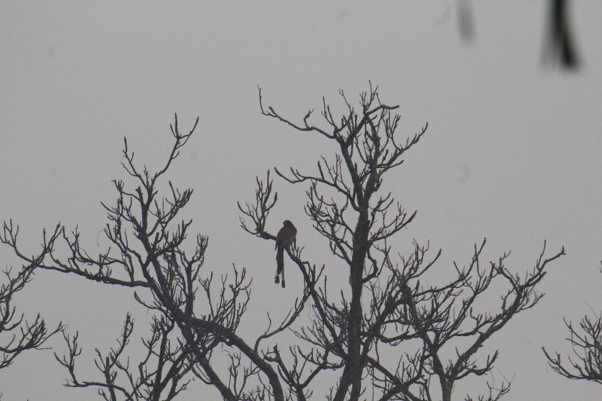Gray Treepie - ML646286262