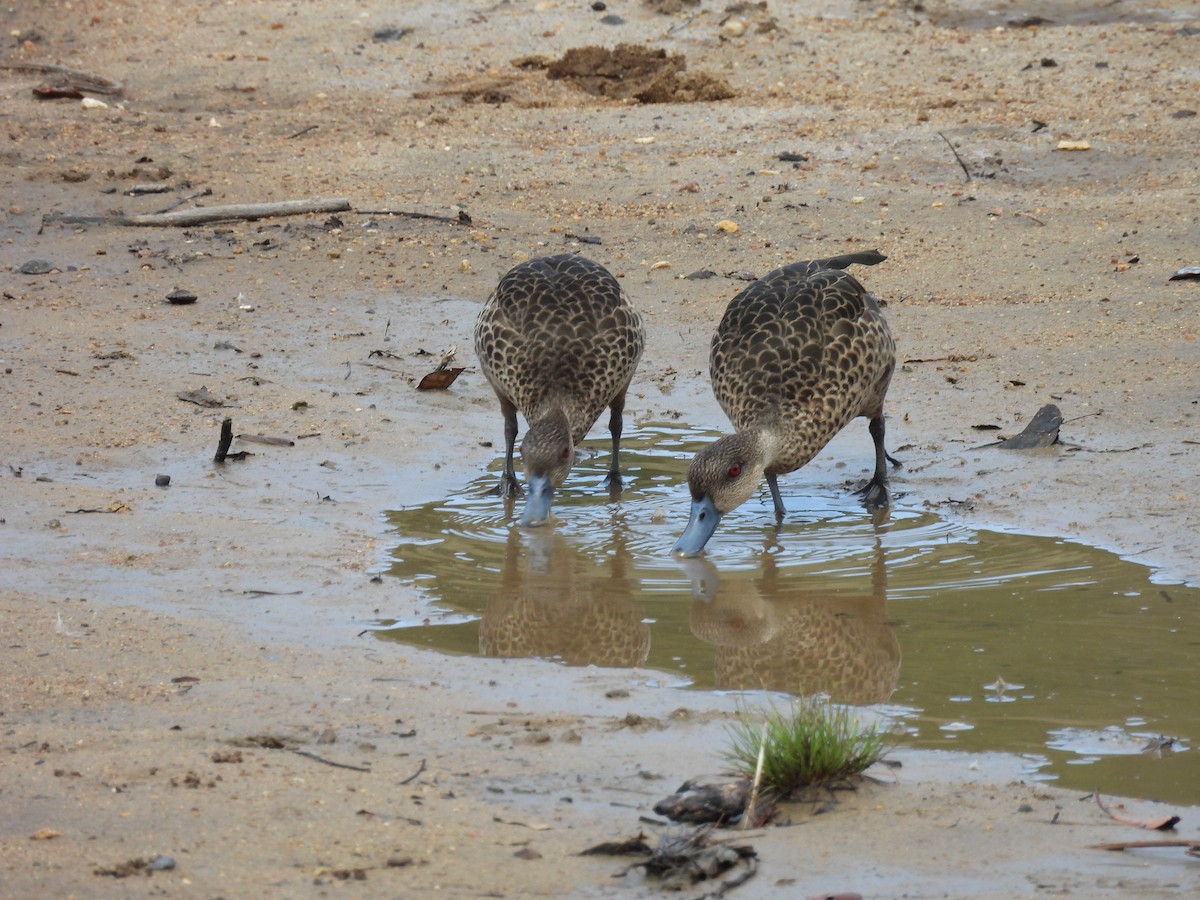 Sunda Teal - ML646286263