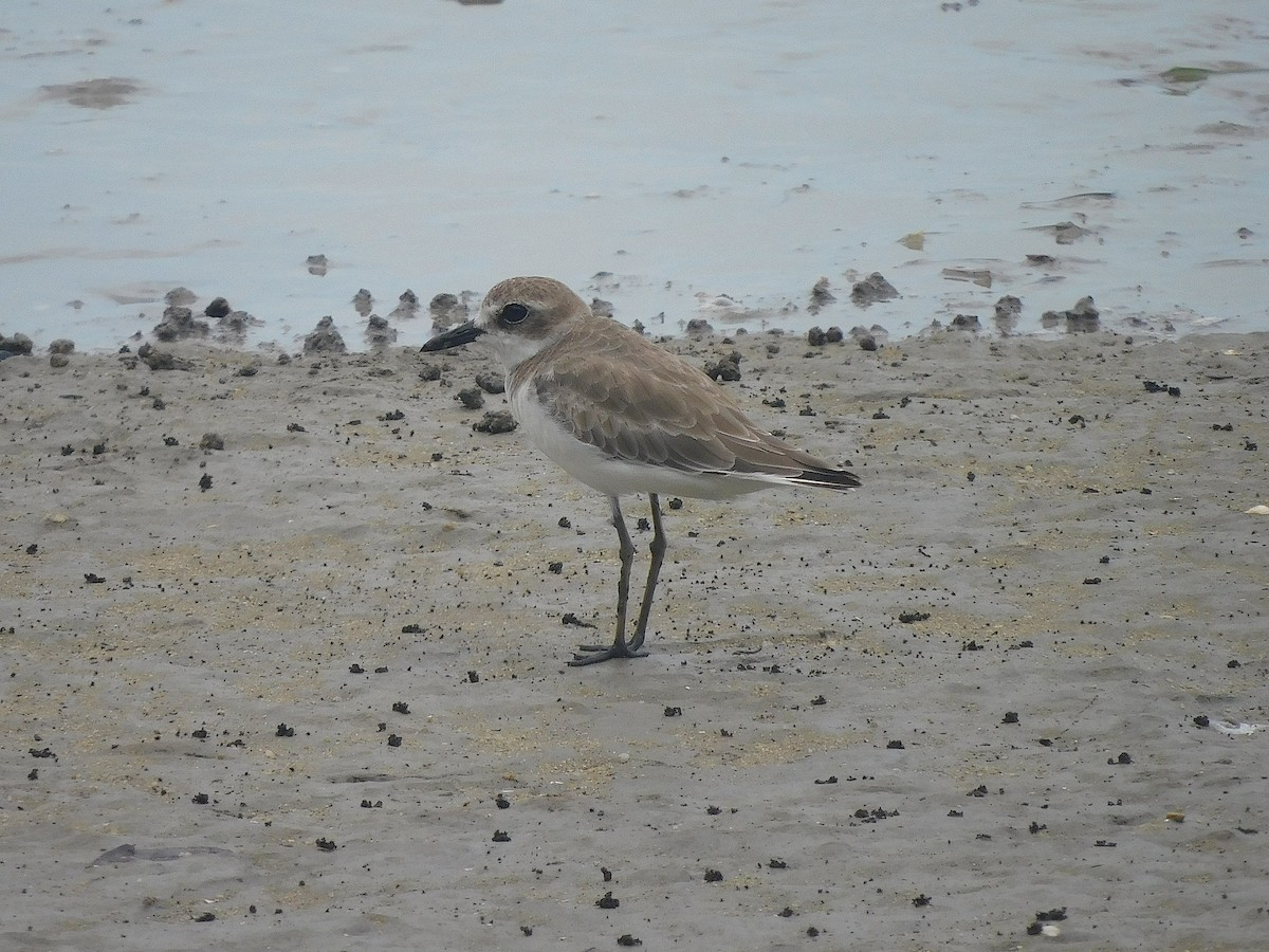 Greater Sand-Plover - ML646286265