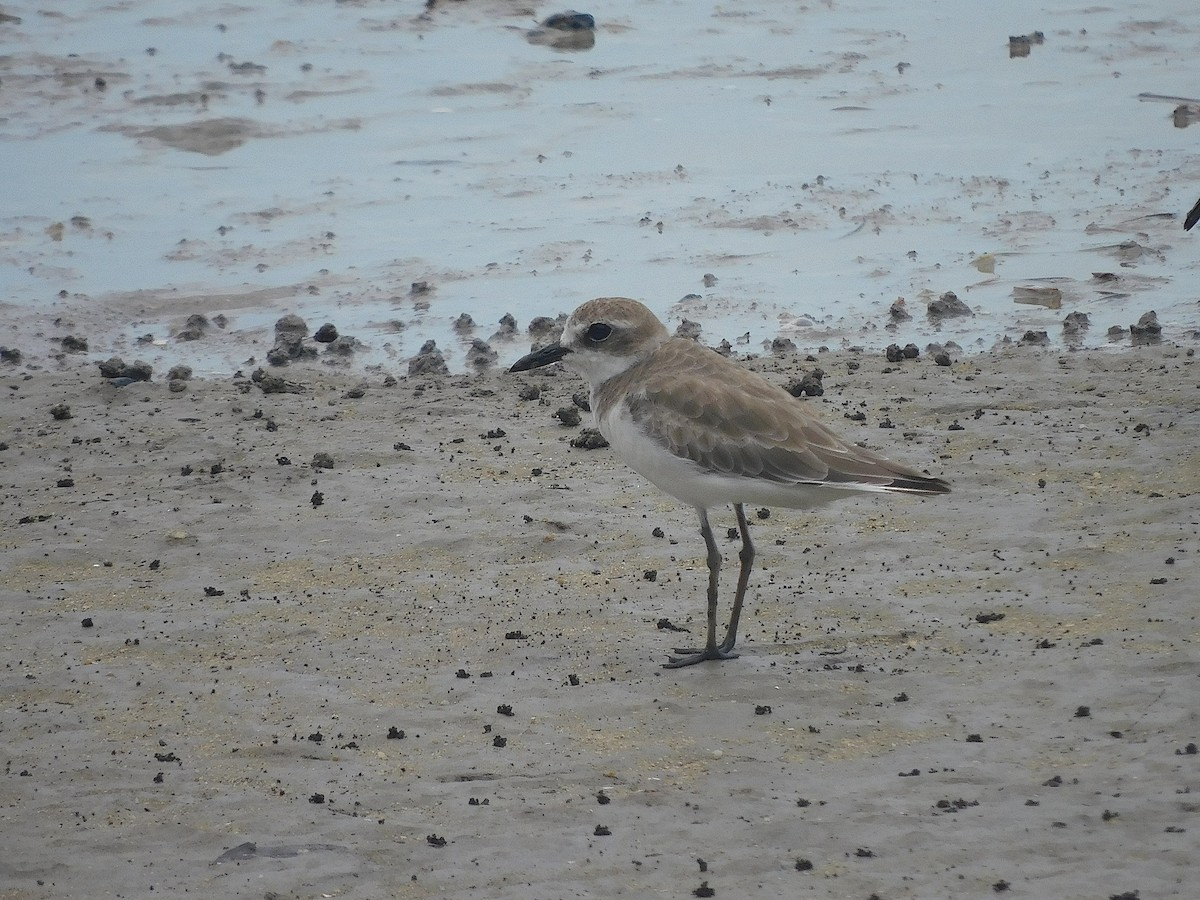 Greater Sand-Plover - ML646286266