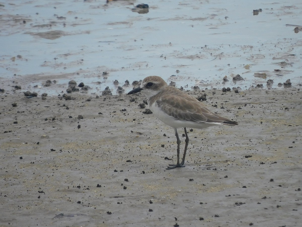 Greater Sand-Plover - ML646286267