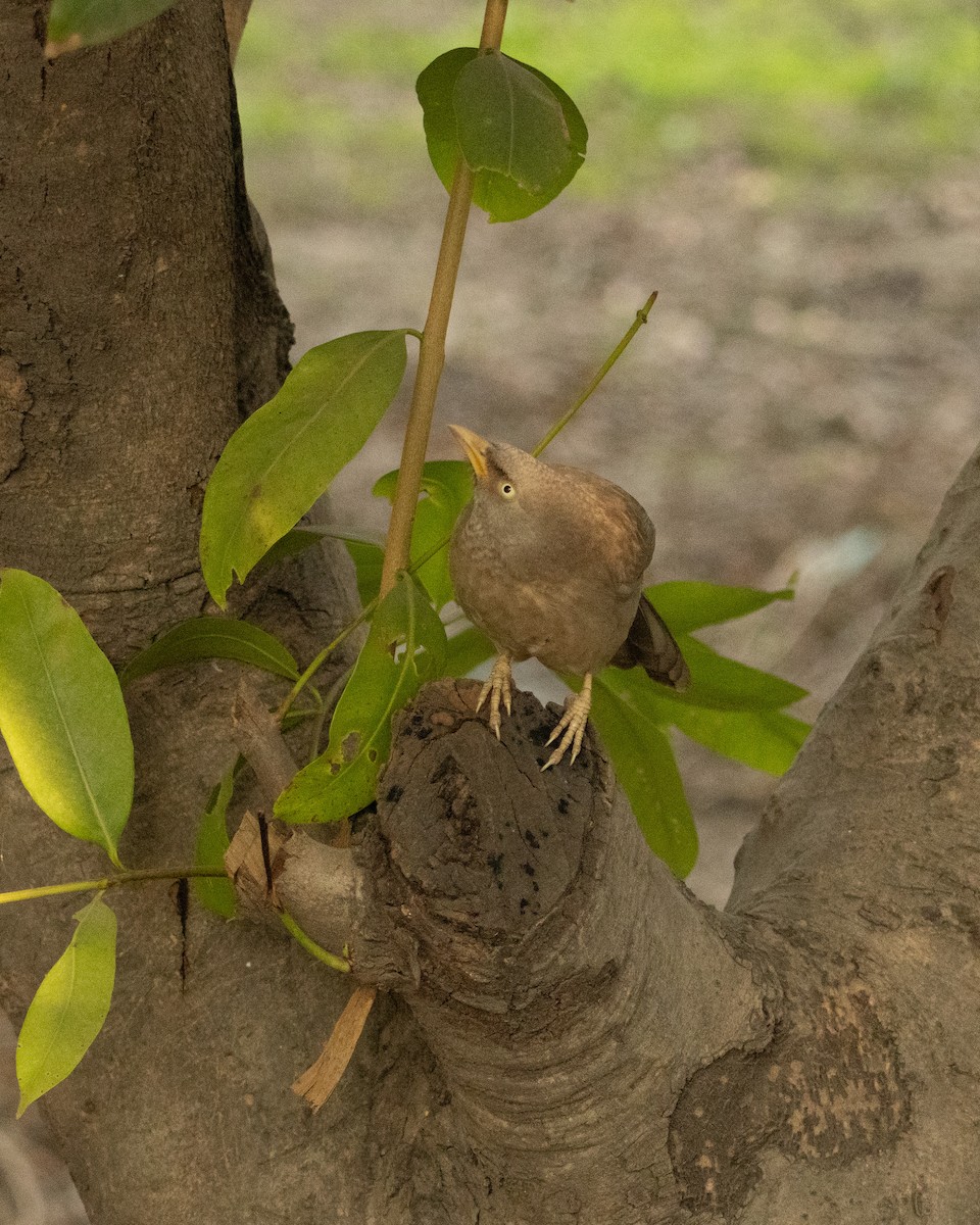 Jungle Babbler - ML646286268