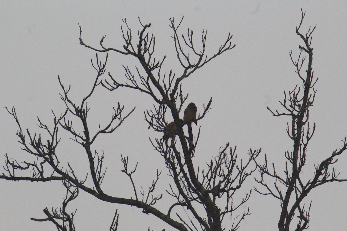 Gray Treepie - ML646286269