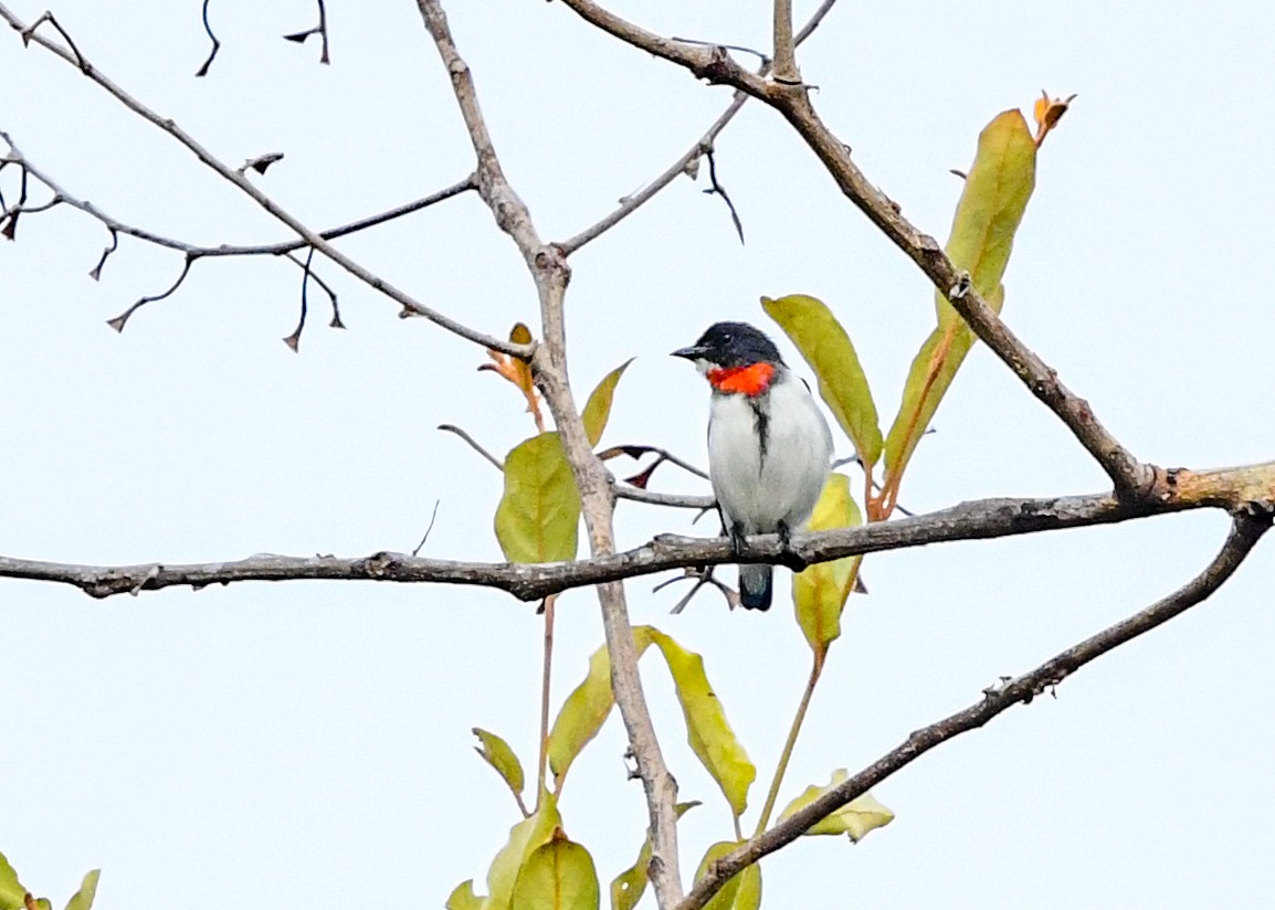 Red-chested Flowerpecker - ML646286270