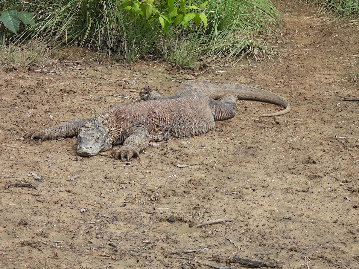 Komodo Dragon - ML646286272